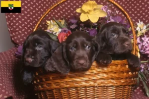 Read more about the article Field Spaniel-opdrættere og hvalpe i Sachsen-Anhalt