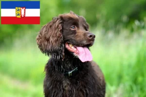 Read more about the article Field Spaniel-opdrættere og hvalpe i Slesvig-Holsten