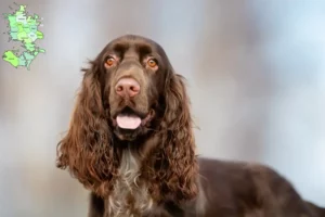 Read more about the article Field Spaniel opdrættere og hvalpe på Sjælland