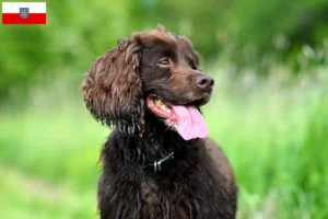 Read more about the article Field Spaniel opdrættere og hvalpe i Thüringen