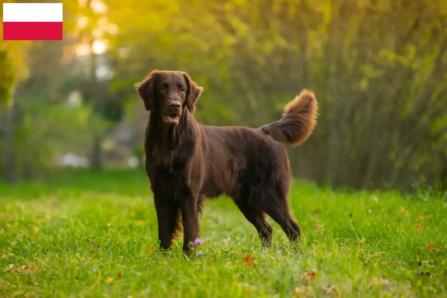 Read more about the article Flat Coated Retriever opdrættere og hvalpe i Polen