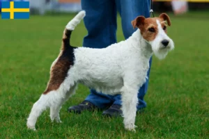 Read more about the article Fox Terrier-opdrættere og hvalpe i Sverige