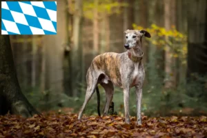 Read more about the article Galgo Espanol opdrættere og hvalpe i Bayern