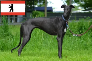 Read more about the article Galgo Espanol opdrættere og hvalpe i Berlin