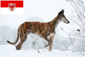 Read more about the article Galgo Espanol opdrættere og hvalpe i Brandenburg