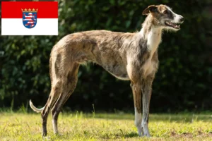 Read more about the article Galgo Espanol opdrættere og hvalpe i Hessen