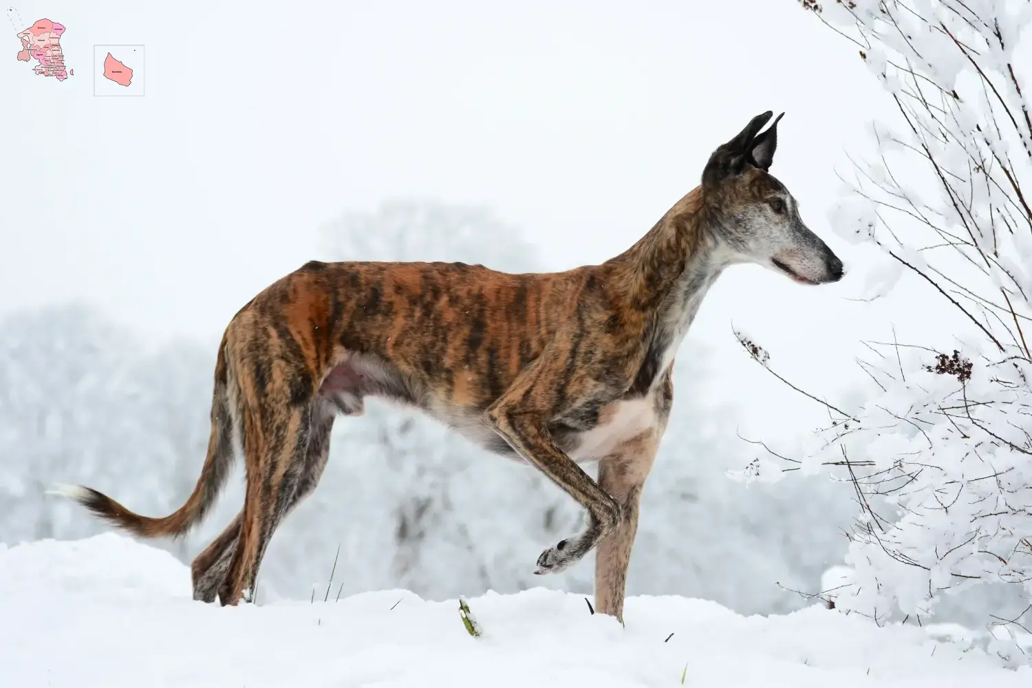 Read more about the article Galgo Espanol opdrættere og hvalpe i Hovedstaden