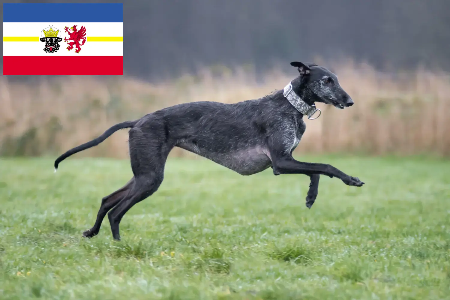 Read more about the article Galgo Espanol opdrættere og hvalpe i Mecklenburg-Vorpommern