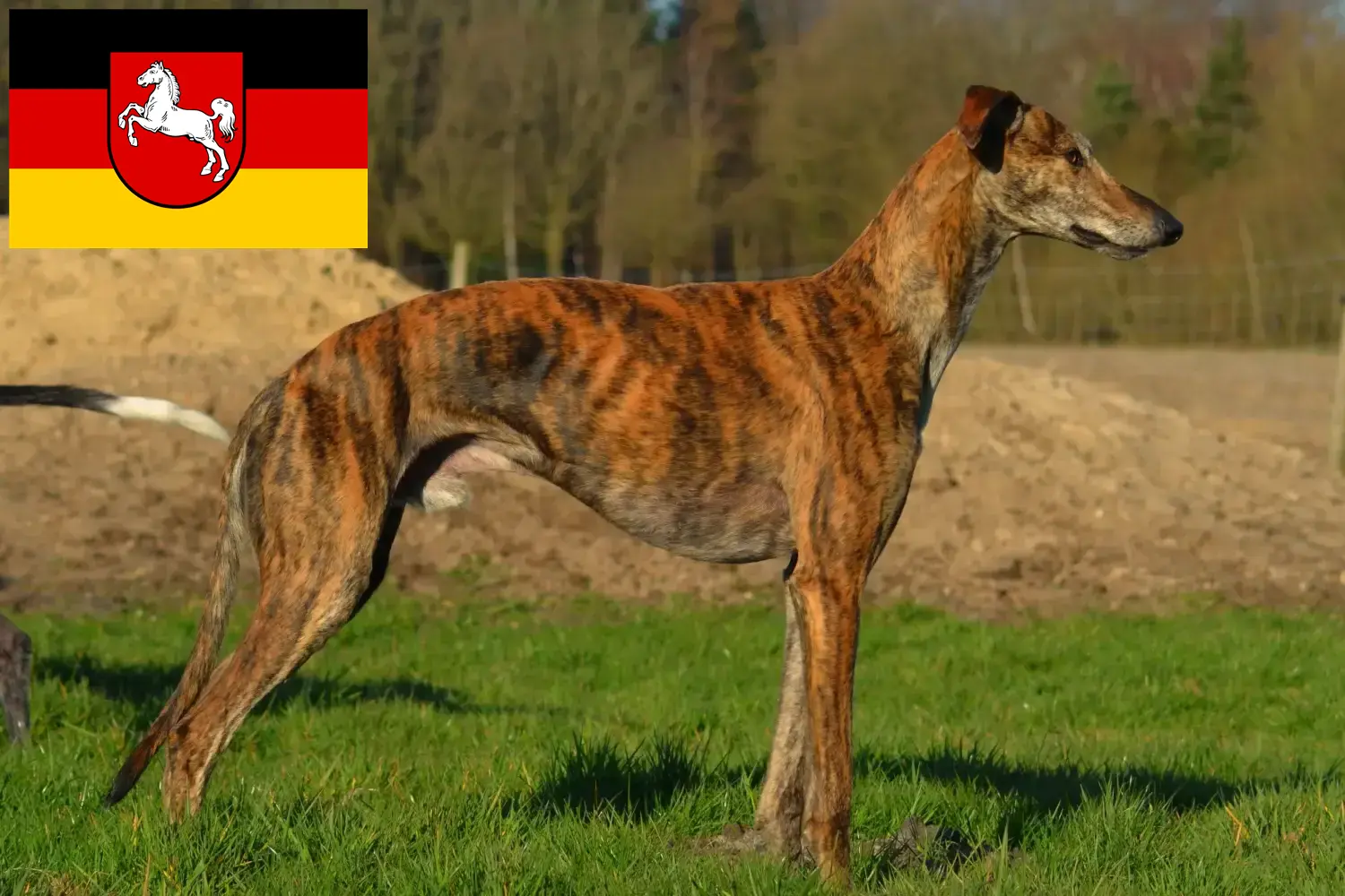 Read more about the article Galgo Espanol opdrættere og hvalpe i Niedersachsen