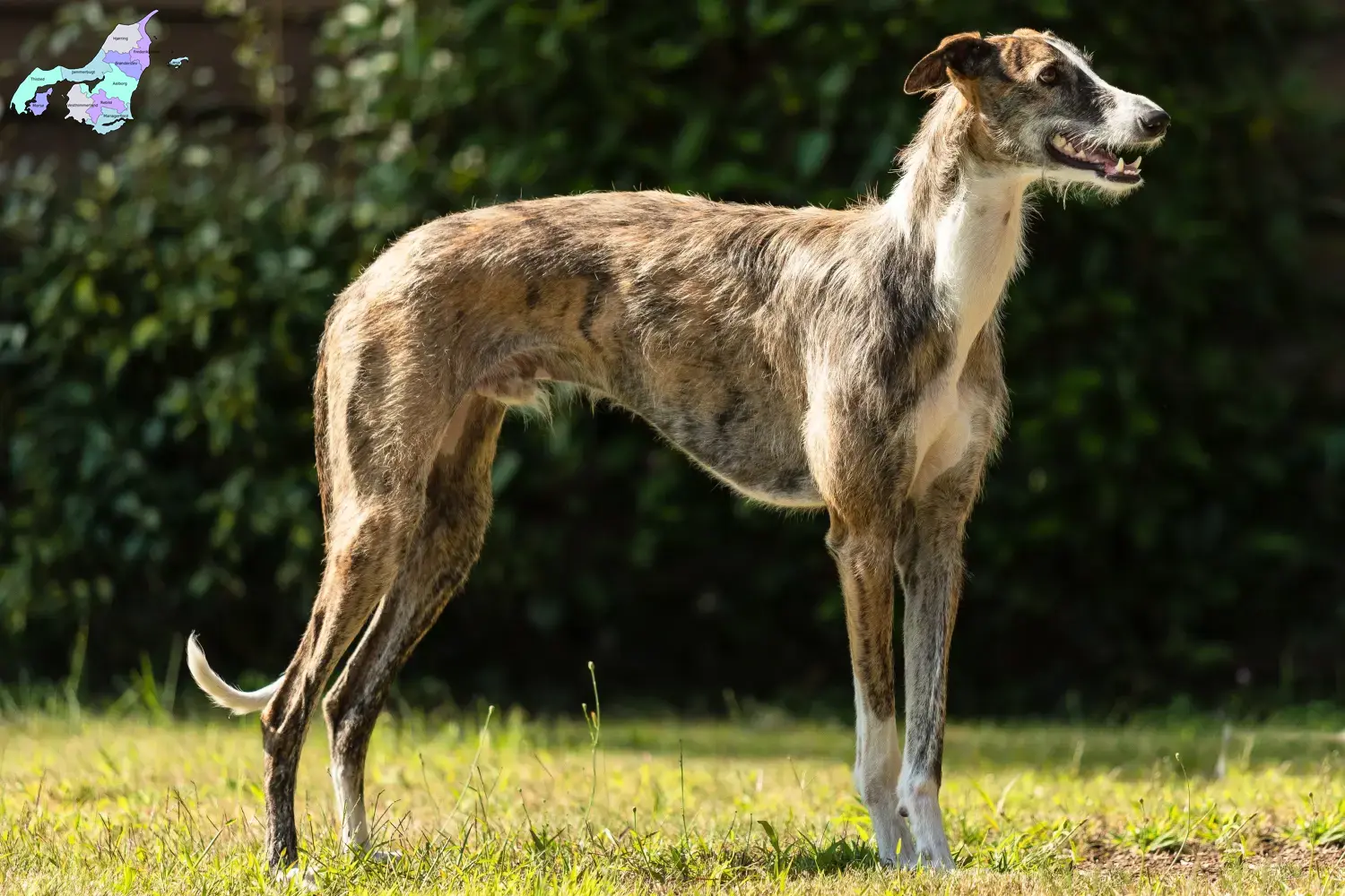 Read more about the article Galgo Espanol opdrættere og hvalpe i Nordjylland