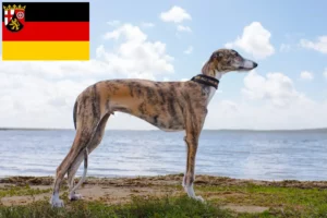 Read more about the article Galgo Espanol opdrættere og hvalpe i Rheinland-Pfalz