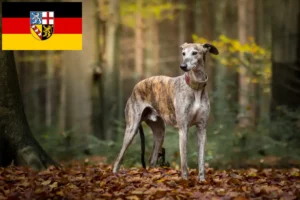 Read more about the article Galgo Espanol opdrættere og hvalpe i Saarland