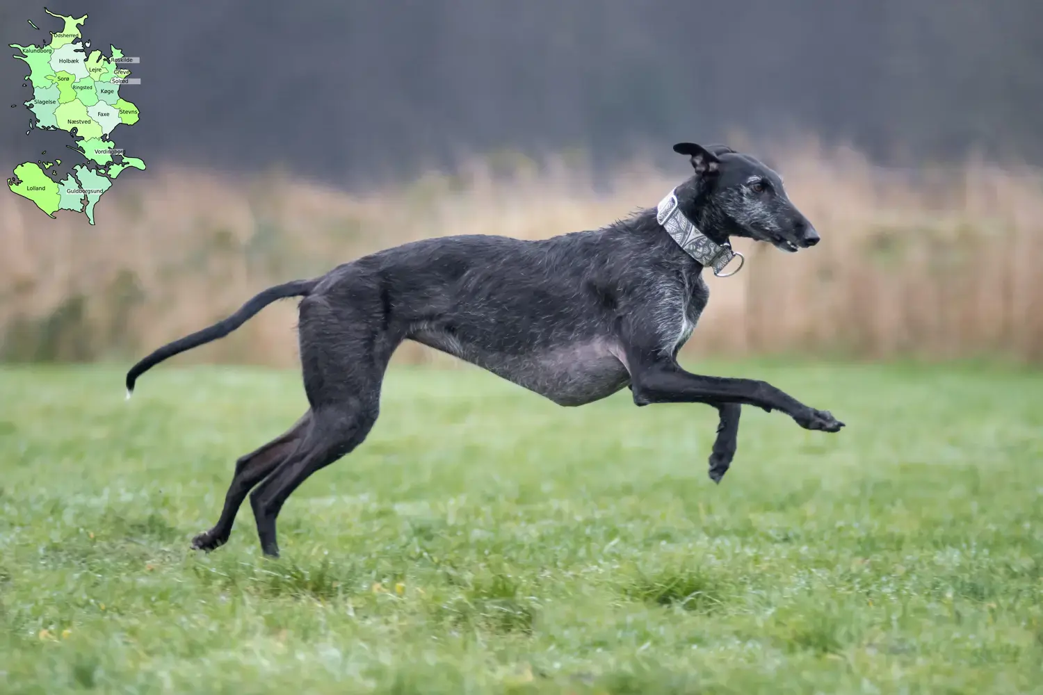 Read more about the article Galgo Espanol opdrættere og hvalpe på Sjælland