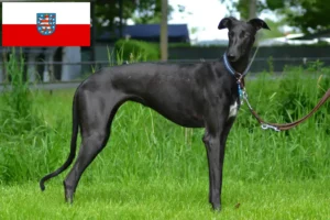 Read more about the article Galgo Espanol opdrættere og hvalpe i Thüringen