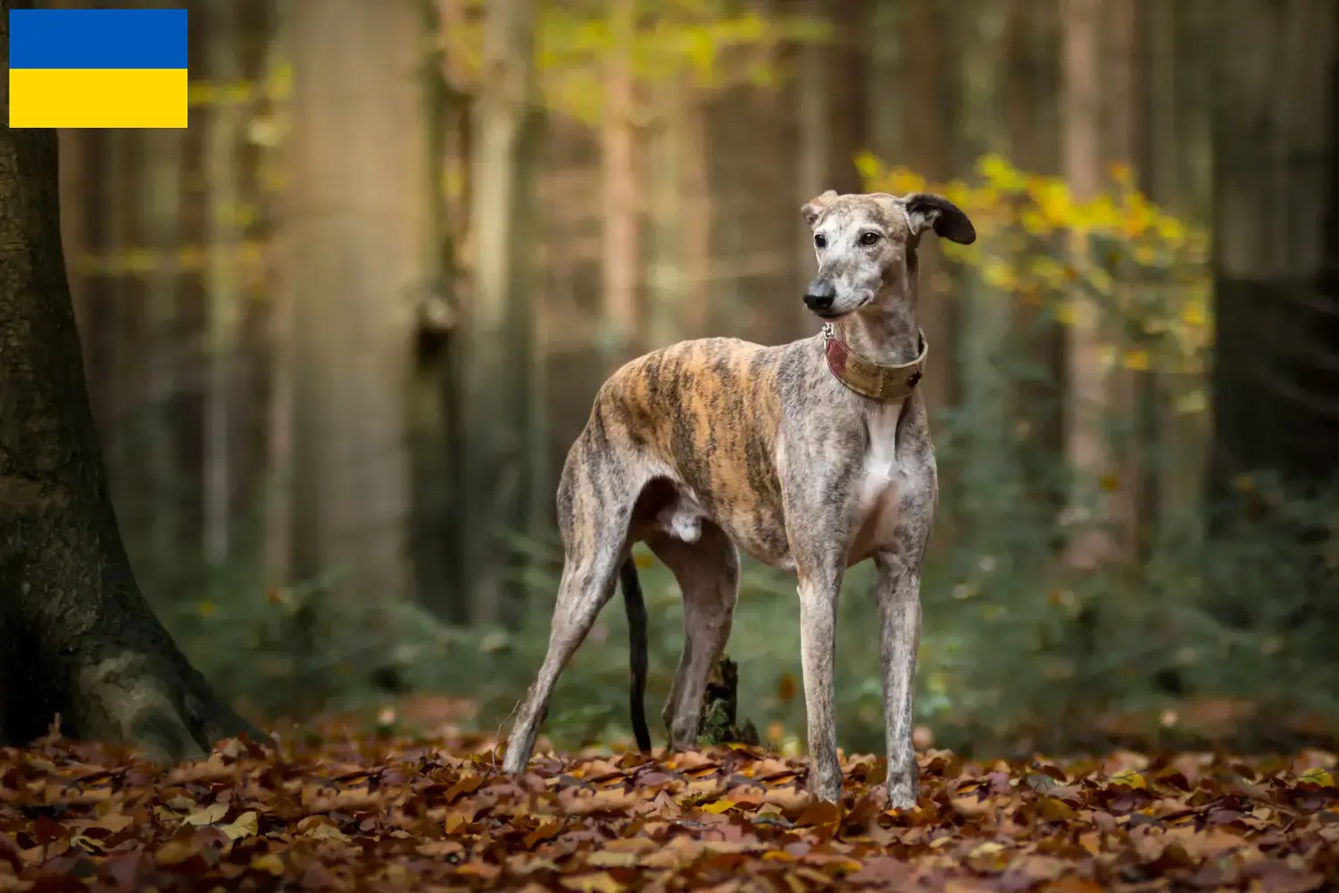 Read more about the article Galgo Espanol opdrættere og hvalpe i Ukraine