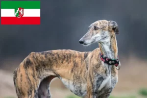 Read more about the article Galgo Espanol opdrættere og hvalpe i Nordrhein-Westfalen