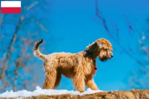 Read more about the article Irsk Soft Coated Wheaten Terrier opdrættere og hvalpe i Polen