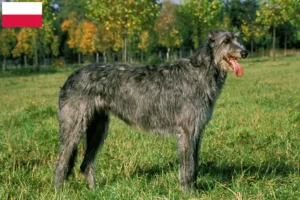 Read more about the article Irsk ulvehundeopdrættere og hvalpe i Polen