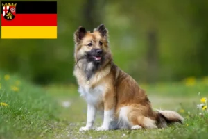 Read more about the article Islandske hundeopdrættere og hvalpe i Rheinland-Pfalz