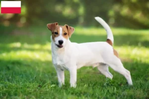 Read more about the article Jack Russell-opdrættere og hvalpe i Polen