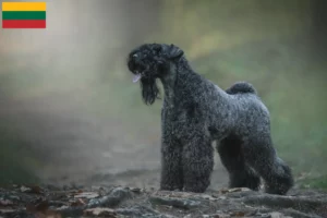 Read more about the article Kerry Blue Terrier opdrættere og hvalpe i Litauen