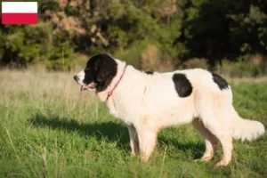 Read more about the article Landseer-opdrættere og hvalpe i Polen