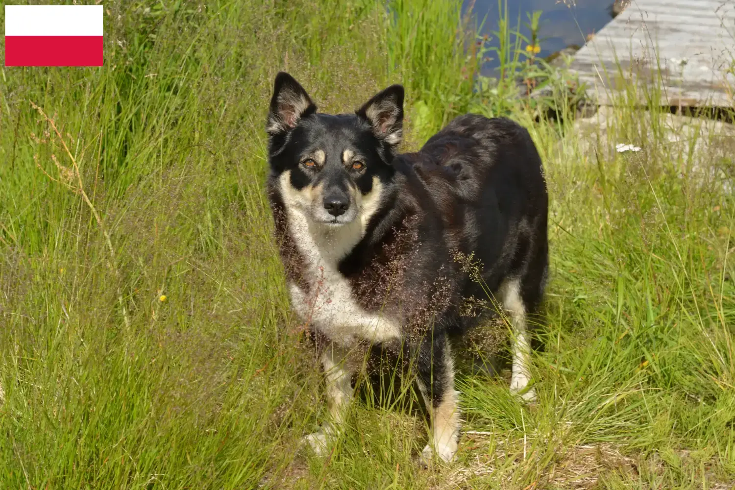 Read more about the article Lappisk rensdyrhundeopdrætter og hvalpe i Polen