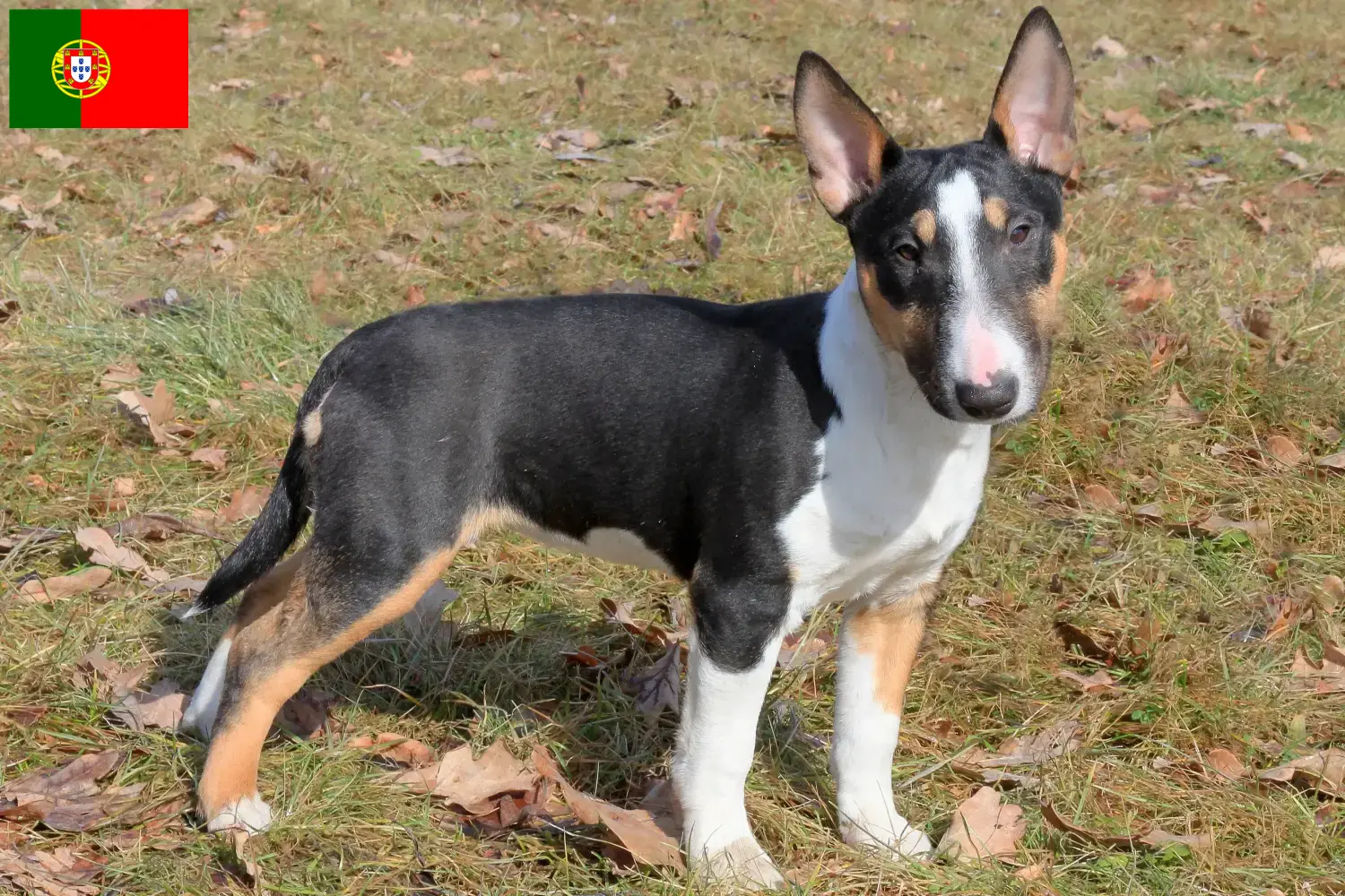 Read more about the article Miniature Bull Terrier opdrættere og hvalpe i Portugal