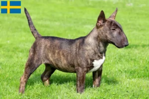 Read more about the article Miniature Bull Terrier opdrættere og hvalpe i Sverige