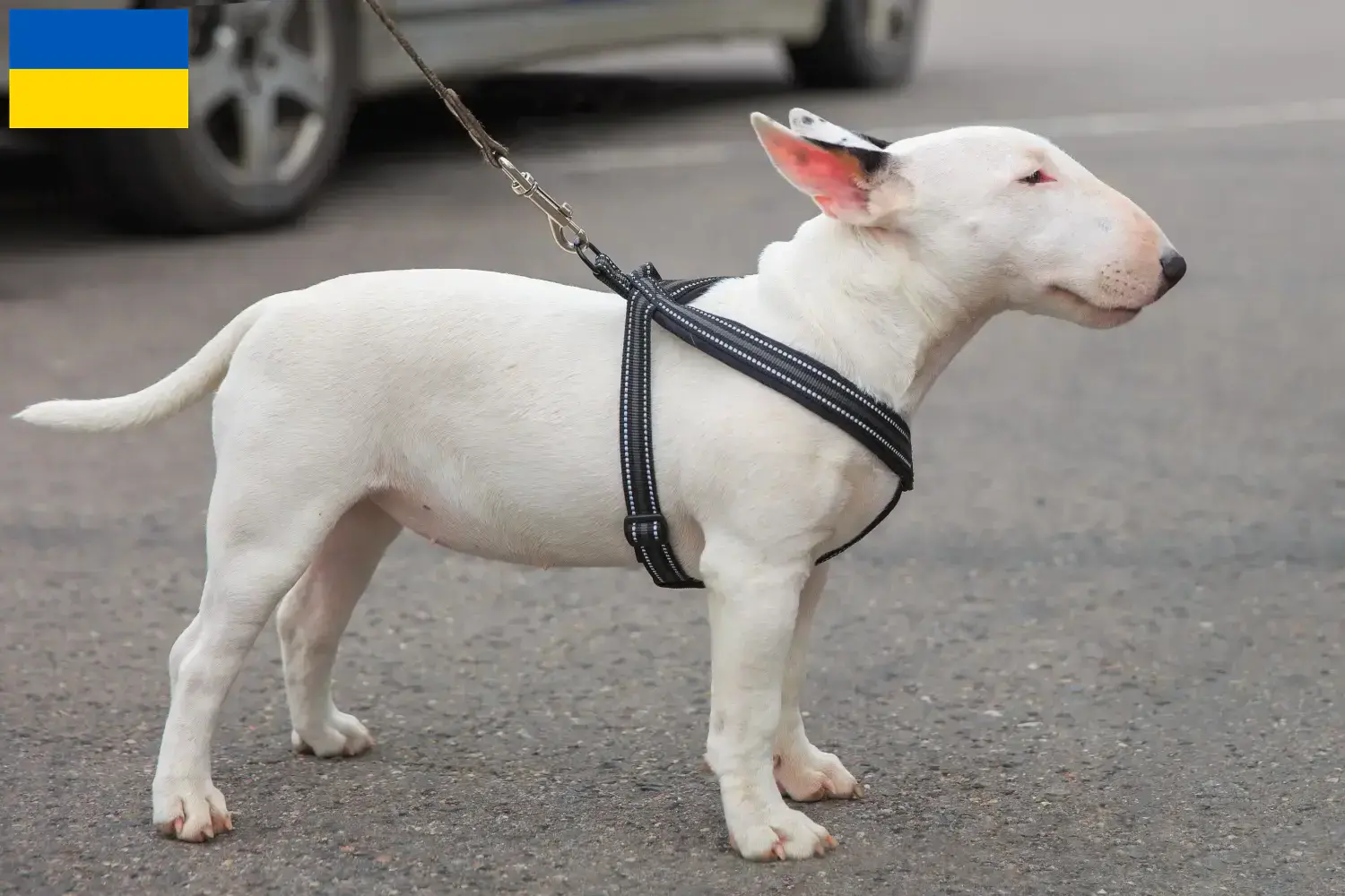 Read more about the article Miniature Bull Terrier opdrættere og hvalpe i Ukraine