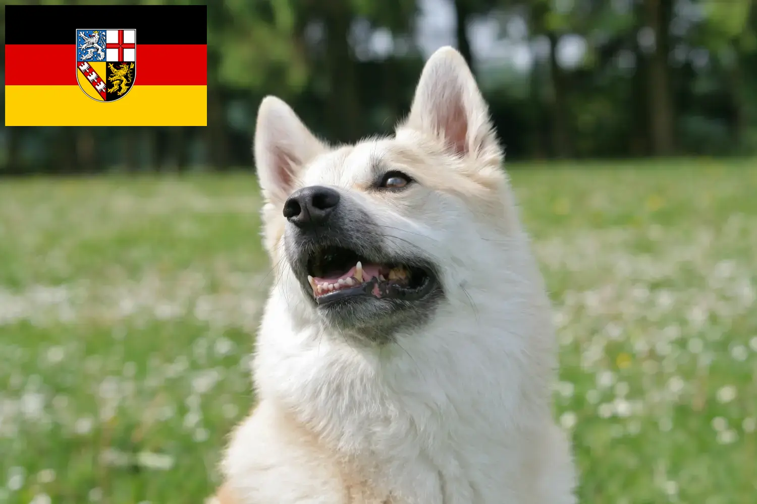 Read more about the article Norsk Buhund opdrætter og hvalpe i Saarland