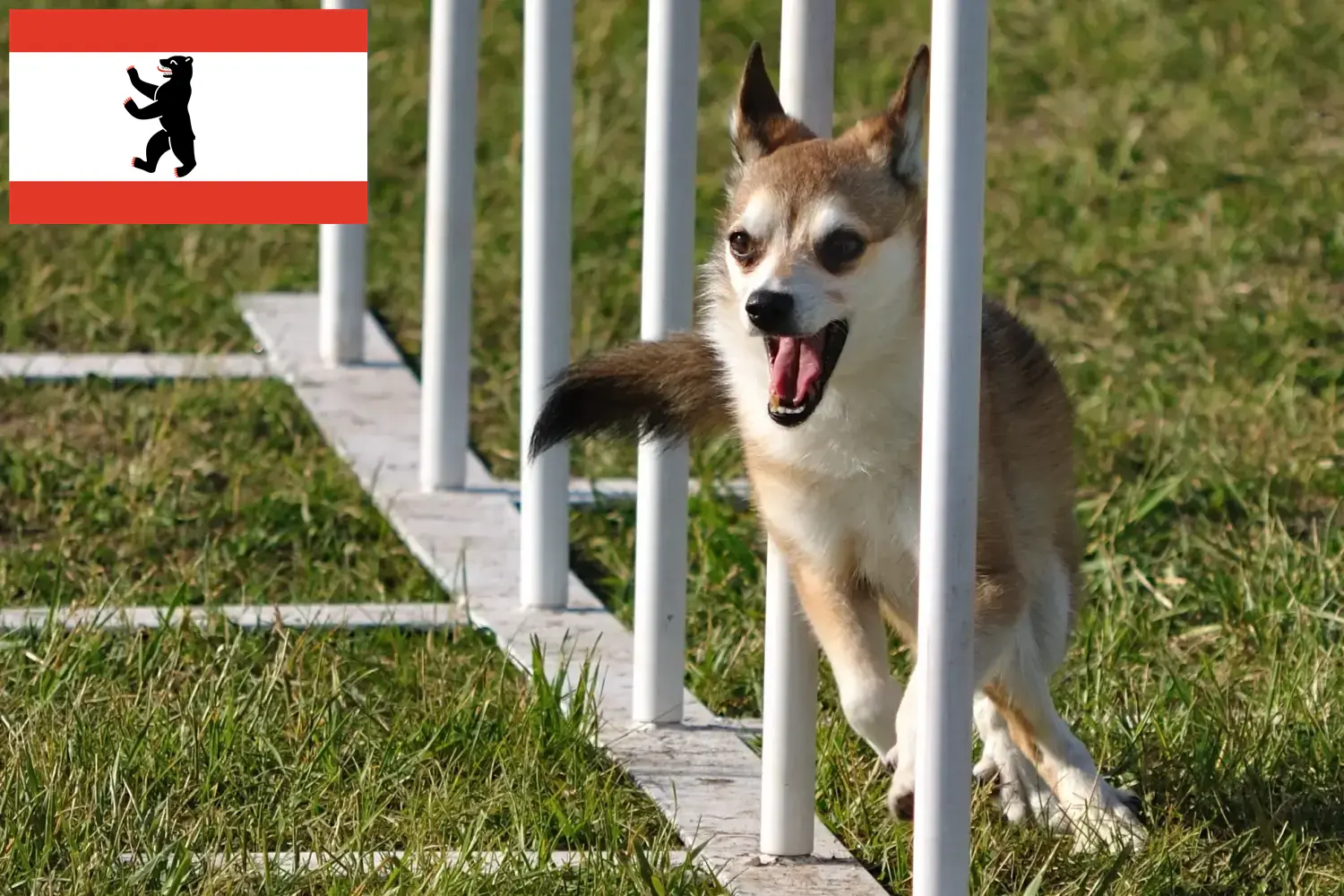 Read more about the article Norsk Lundehund opdrætter og hvalpe i Berlin