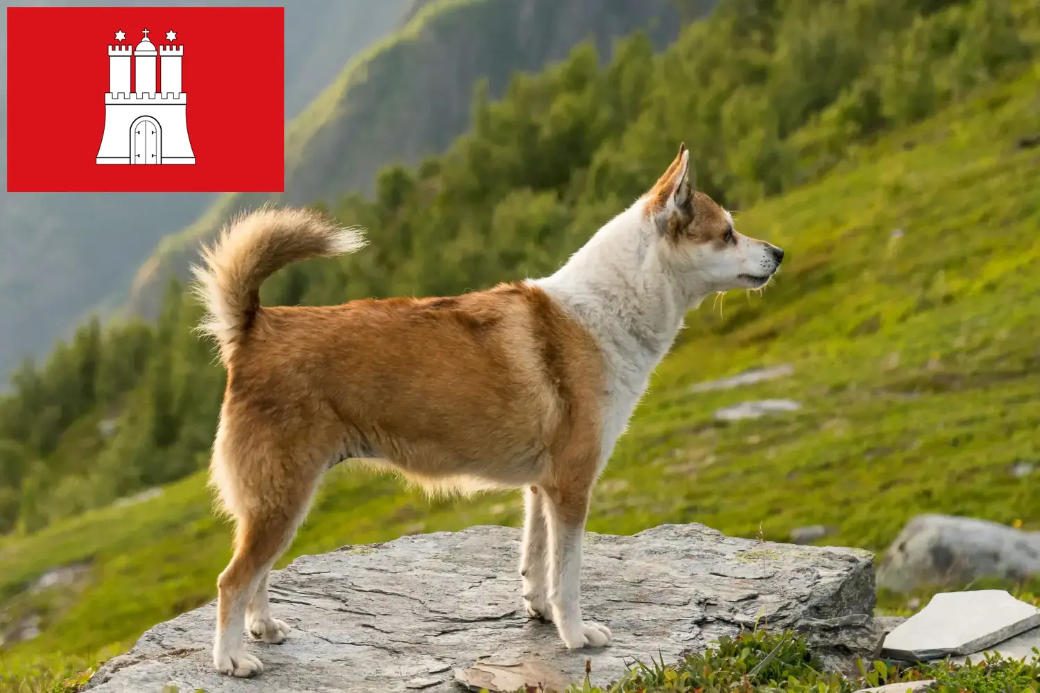 Read more about the article Norsk Lundehund opdrætter og hvalpe i Hamborg