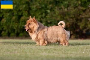 Read more about the article Norwich Terrier opdrættere og hvalpe i Ukraine