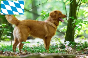 Read more about the article Nova Scotia Duck Tolling Retriever opdrættere og hvalpe i Bayern