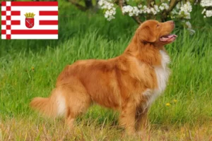 Read more about the article Nova Scotia Duck Tolling Retriever opdrættere og hvalpe i Bremen