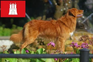 Read more about the article Nova Scotia Duck Tolling Retriever opdrættere og hvalpe i Hamburg