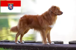 Read more about the article Nova Scotia Duck Tolling Retriever opdrættere og hvalpe i Hessen