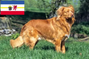 Read more about the article Nova Scotia Duck Tolling Retriever opdrættere og hvalpe i Mecklenburg-Vorpommern