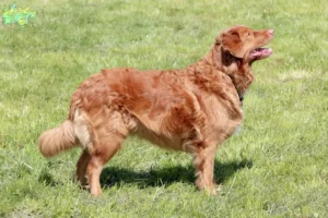 Read more about the article Nova Scotia Duck Tolling Retriever opdrættere og hvalpe i Midtjylland