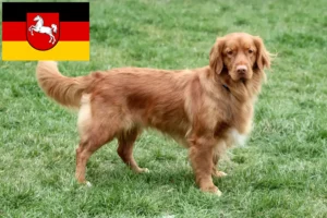 Read more about the article Nova Scotia Duck Tolling Retriever opdrættere og hvalpe i Niedersachsen