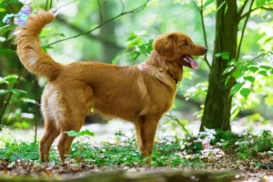 Read more about the article Nova Scotia Duck Tolling Retriever opdrættere og hvalpe i Nordjylland