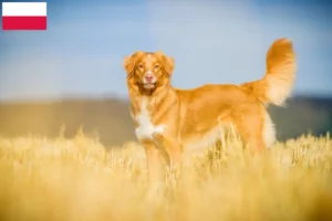 Read more about the article Nova Scotia Duck Tolling Retriever opdrættere og hvalpe i Polen