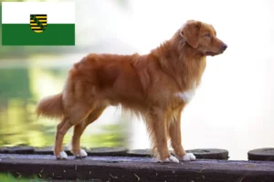 Read more about the article Nova Scotia Duck Tolling Retriever opdrættere og hvalpe i Saxony