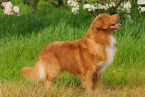 Read more about the article Nova Scotia Duck Tolling Retriever opdrættere og hvalpe i Syddanmark