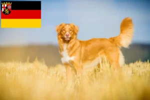 Read more about the article Nova Scotia Duck Tolling Retriever opdrættere og hvalpe i Rheinland-Pfalz