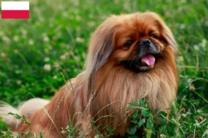 Read more about the article Pekingese-opdrættere og hvalpe i Polen