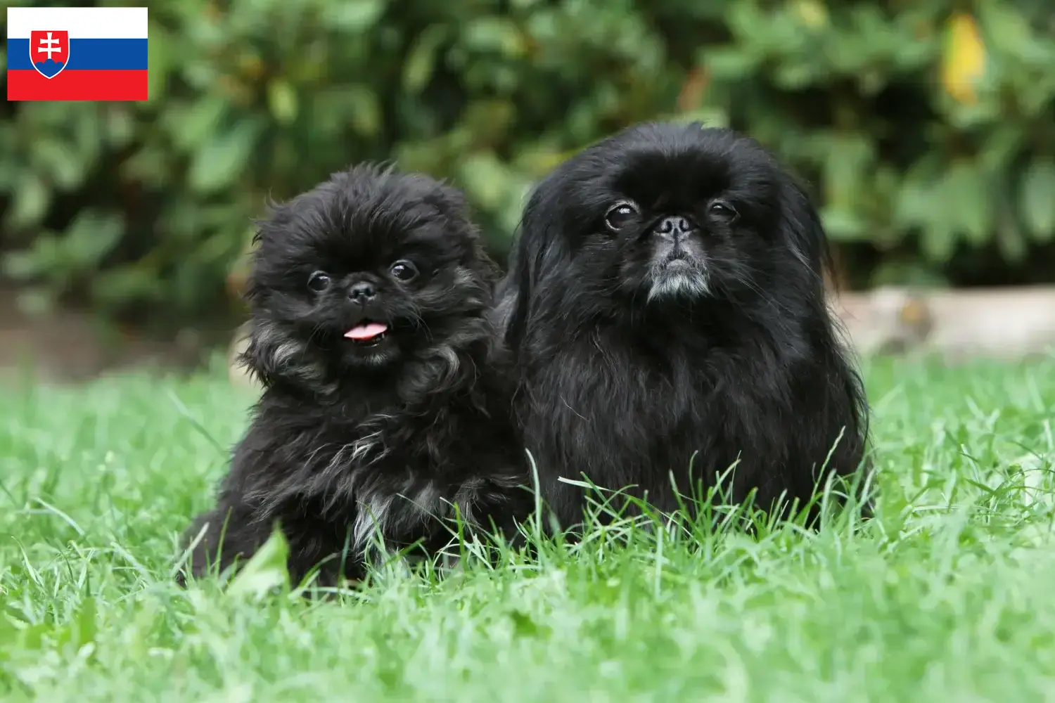 Read more about the article Pekingese-opdrættere og hvalpe i Slovakiet