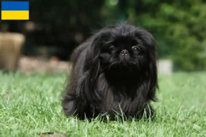 Read more about the article Pekingese-opdrættere og hvalpe i Ukraine