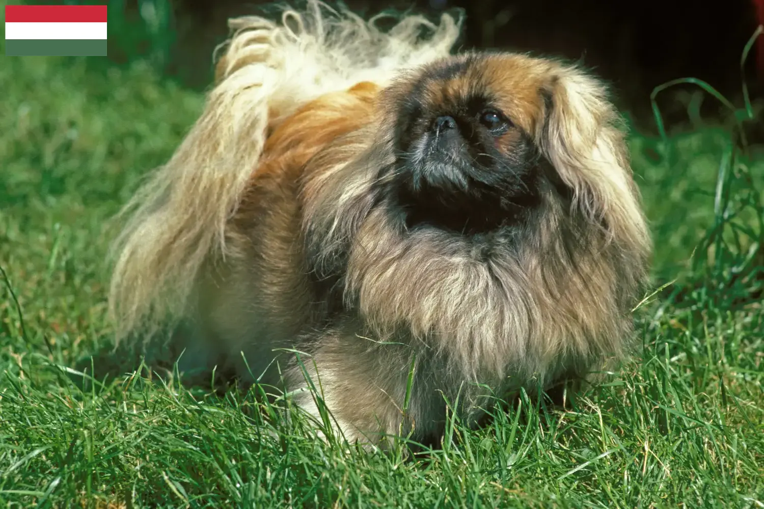 Read more about the article Pekingese-opdrættere og hvalpe i Ungarn